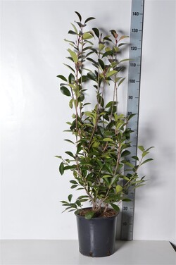 Fotinija (Lot Photinia fraseri) 'Red Robin' C10 80-100 CM | FOTINIJOS | KRŪMAI