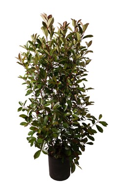 Fotinija (Lot Photinia fraseri) 'Red Robin' C12 80-100 CM