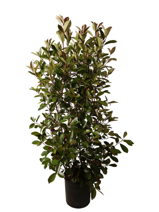 philodendron arten liste Philodendron squamiferium variegated (Nr 1) main image 0