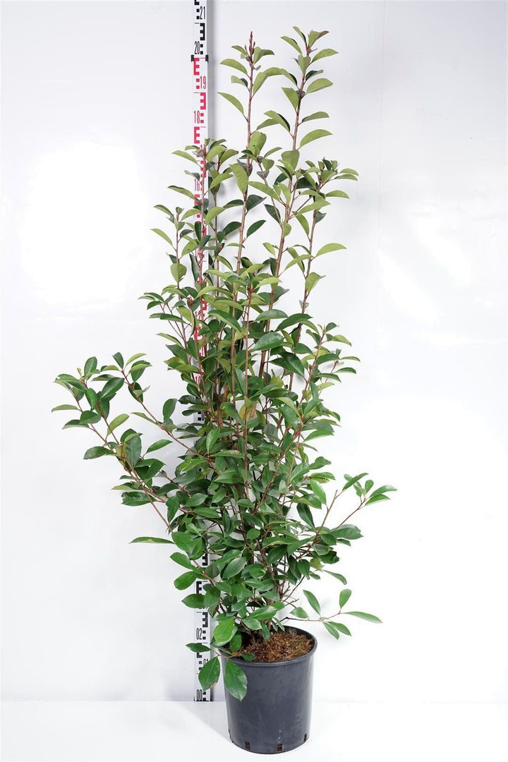 Fotinija (Lot Photinia fraseri) 'Red Robin' C15 125-150 CM | FOTINIJOS | KRŪMAI