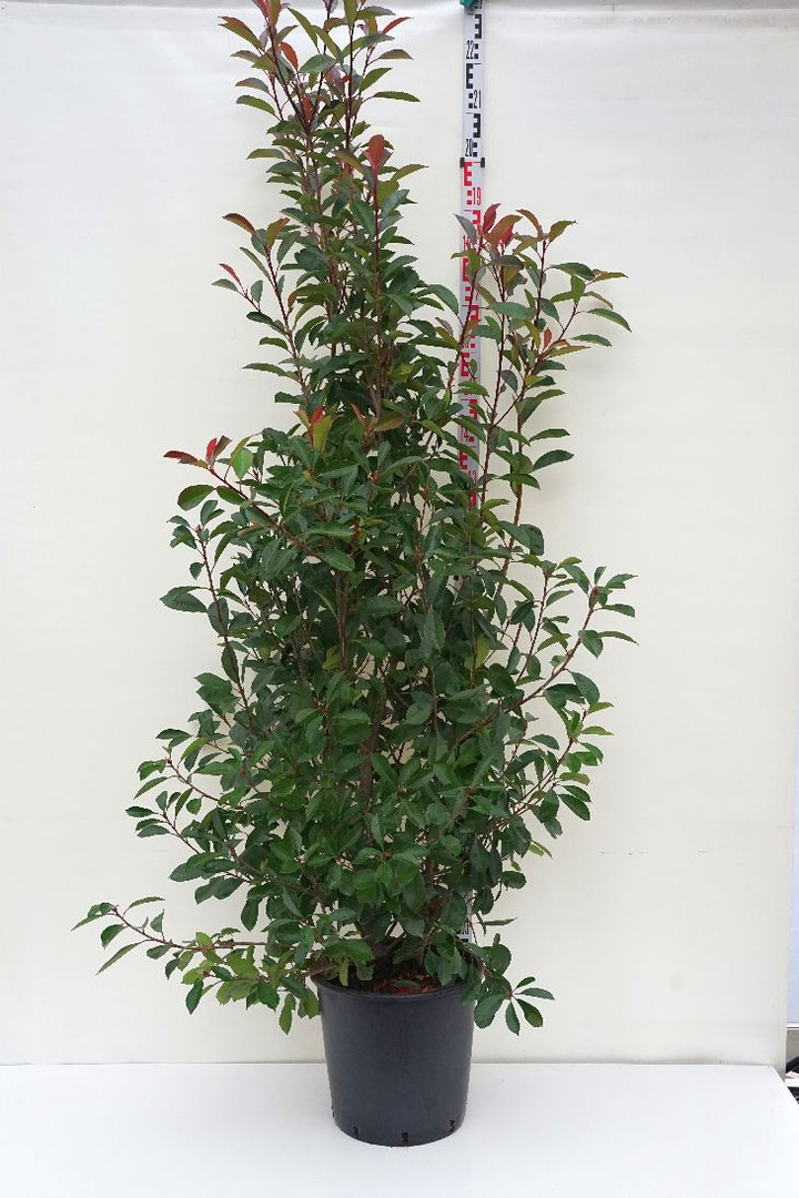 Fotinija (Lot Photinia fraseri) 'Red Robin' C25 150-175 CM | FOTINIJOS | KRŪMAI