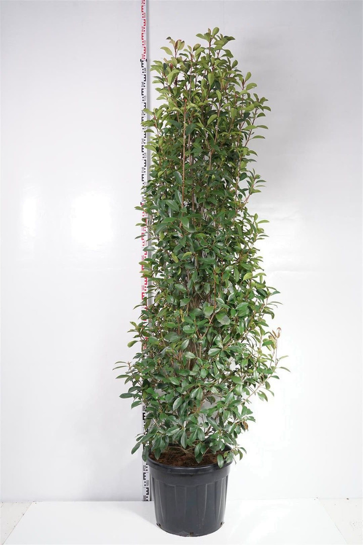 Fotinija (Lot Photinia fraseri) 'Red Robin' C70 200-250 CM