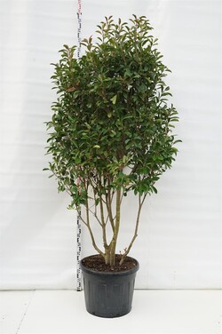 Fotinija (Lot Photinia fraseri) 'Red Robin' C90 200-250 CM DAUGIAKAMIENIS