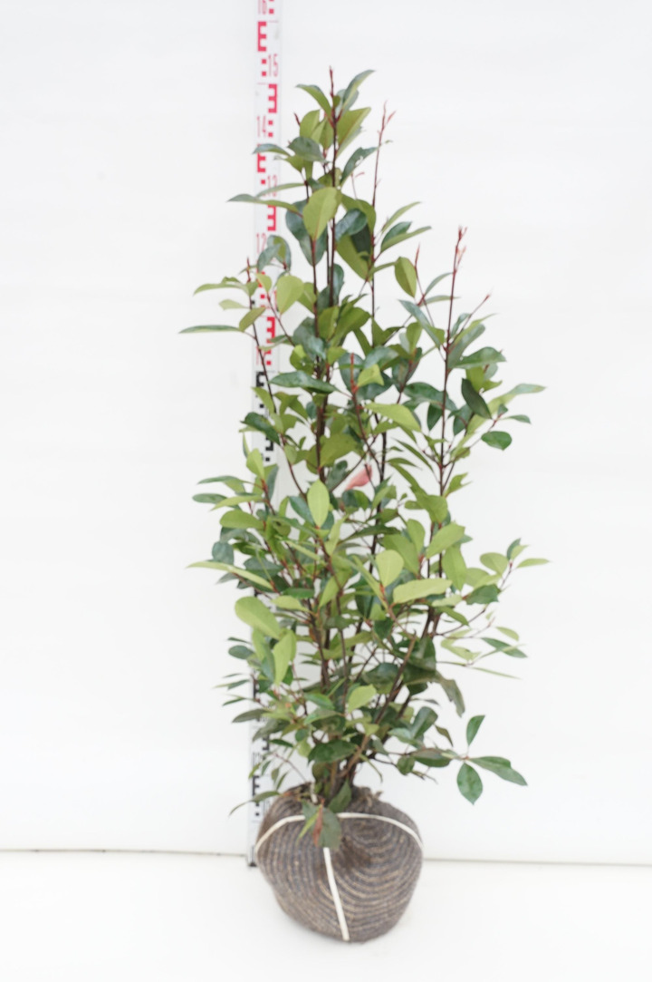 Fotinija (Lot Photinia fraseri) 'Red Robin' 100-125 CM RB