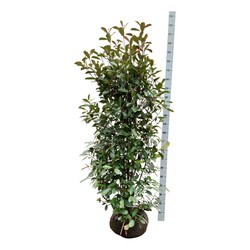 Fotinija (Lot Photinia fraseri) 'Red Robin' 150-175 CM RB EXTRA