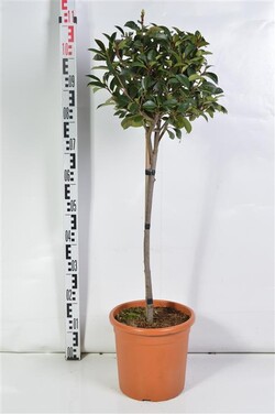 Fotinija (Lot Photinia fraseri) 'Red Robin' C9 STIEBAS 40 CM - nuotrauka 2