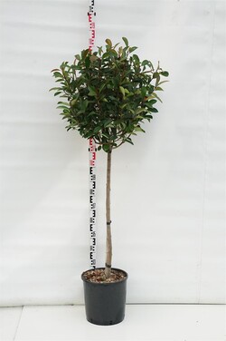 Fotinija (Lot Photinia fraseri) 'Red Robin' C18 STIEBAS 80 CM