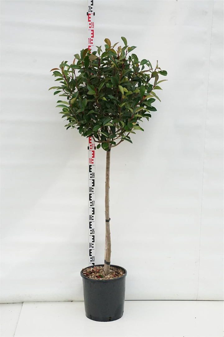 Fotinija (Lot Photinia fraseri) 'Red Robin' C18 STIEBAS 80 CM
