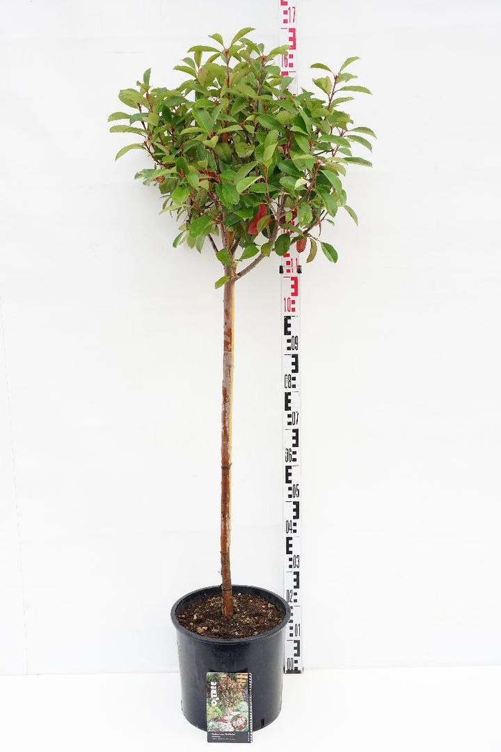 Fotinija (Lot Photinia fraseri) 'Red Robin' C15 STIEBAS 100 CM