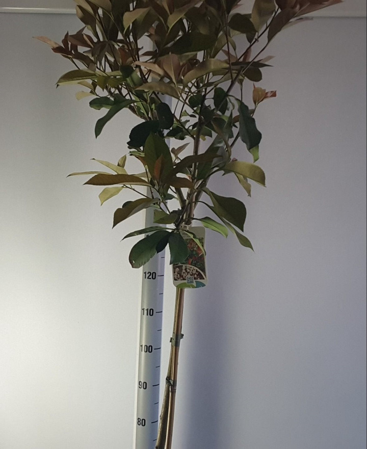 Fotinija (Lot Photinia fraseri) 'Red Robin' C7,5/P26 KOTAS 120 CM | FOTINIJOS | KRŪMAI