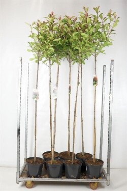 Fotinija (Lot Photinia fraseri) 'Red Robin' C10 KOTAS 150 CM | FOTINIJOS | KRŪMAI