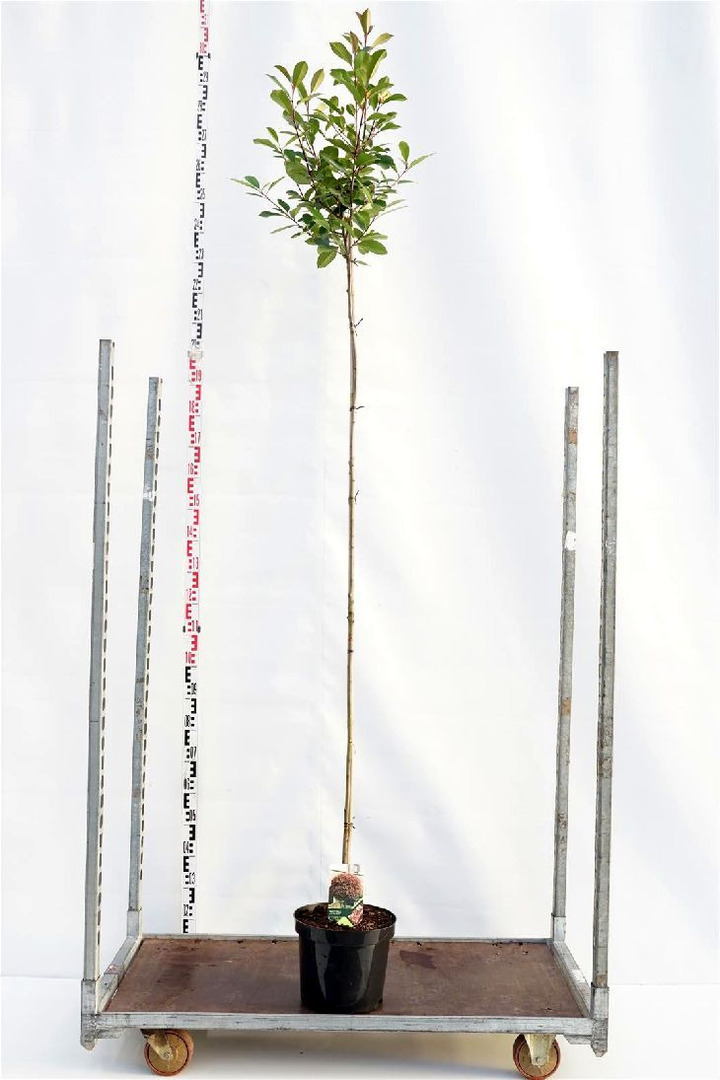 Fotinija (Lot Photinia fraseri) 'Red Robin' 1C10 KOTAS 80 CM | FOTINIJOS | KRŪMAI
