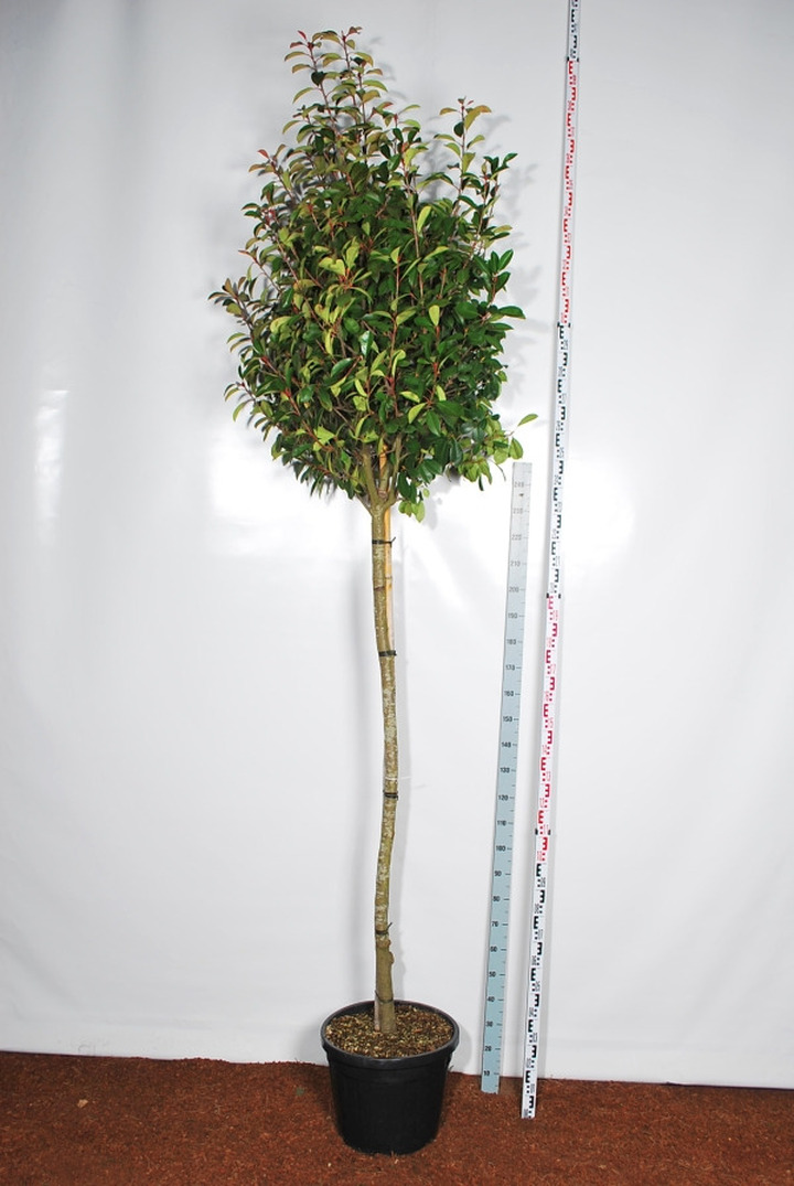 Fotinija (Lot Photinia fraseri) 'Red Robin' C55 KOTO APIMTIS 12-14 CM | FOTINIJOS | KRŪMAI