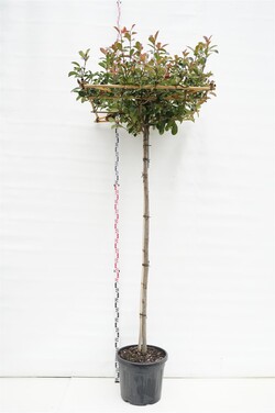 Fotinija raudonžiedė (Lot Photinia f.) 'Red Robin' C50 STIEBAS 200 CM KAMIENO APIMTIS 10-12 CM