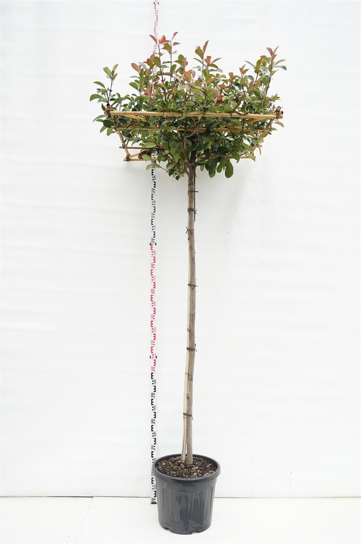Fotinija raudonžiedė (Lot Photinia f.) 'Red Robin' C50 STIEBAS 200 CM KAMIENO APIMTIS 10-12 CM