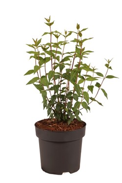 Jazminas (Lot Philadelphus) 'Lemoinei' C3/P19 30-40 CM | JAZMINAI | KRŪMAI