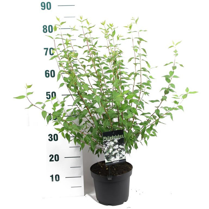Jazminas (Lot Philadelphus) 'Lemoinei' C3/P19 50-60 CM | JAZMINAI | KRŪMAI