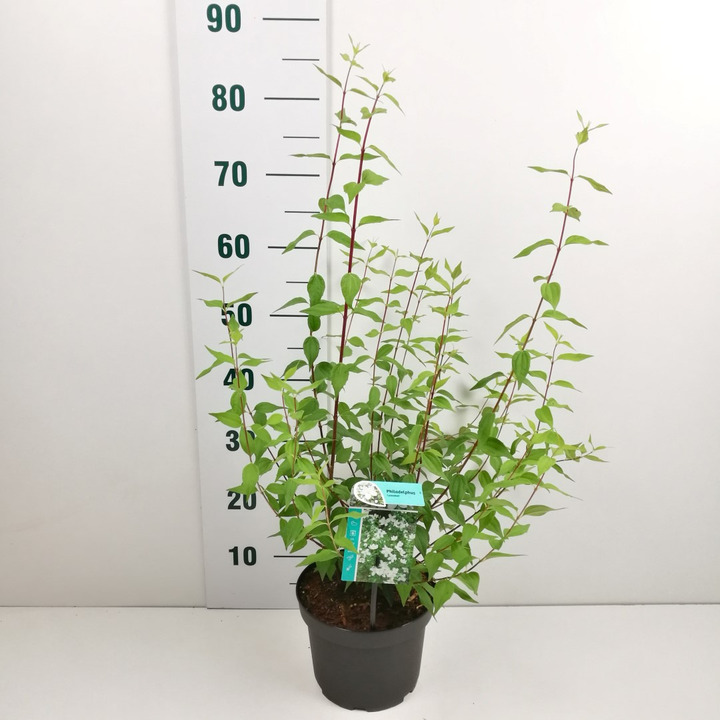 Jazminas (Lot Philadelphus) 'Lemoinei' C3/P19 50-60 CM | JAZMINAI | KRŪMAI