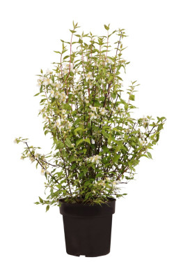 Jazminas (Lot Philadelphus) 'Lemoinei' C4/P21 60-80 CM