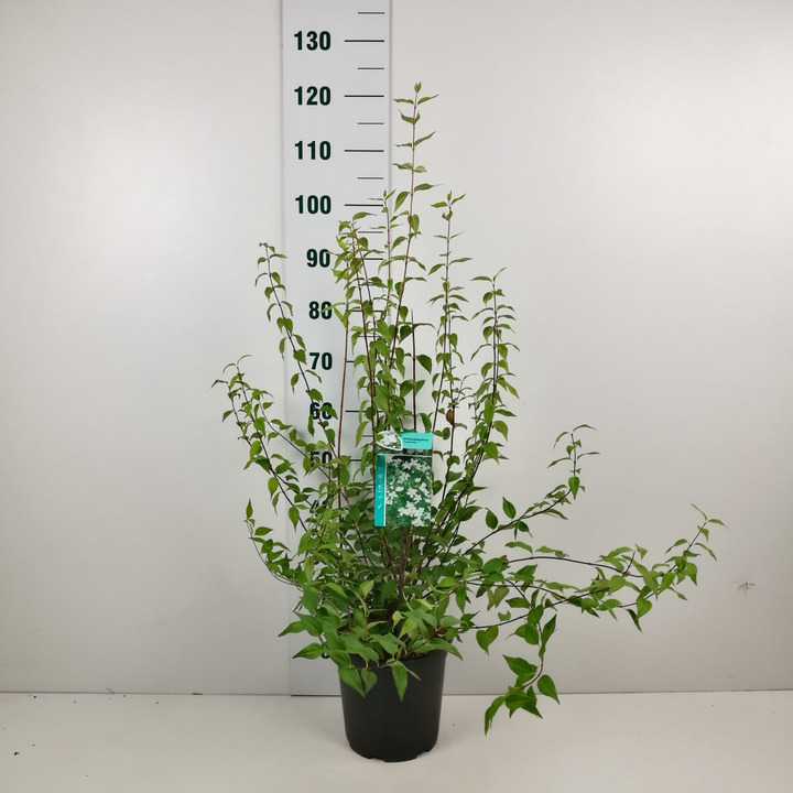 Jazminas (Lot Philadelphus) 'Lemoinei' C6,5/P24 60-80 CM
