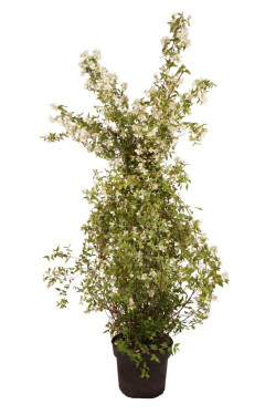 Jazminas (Lot Philadelphus) 'Lemoinei' C10 80-100 CM