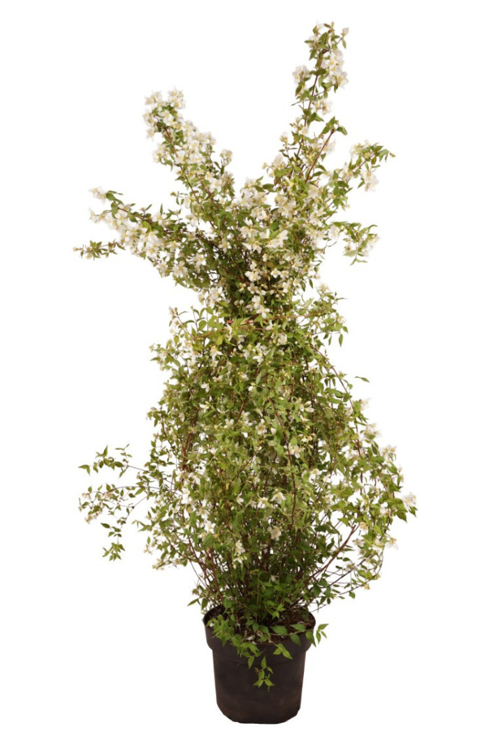 Jazminas (Lot Philadelphus) 'Lemoinei' C10 80-100 CM