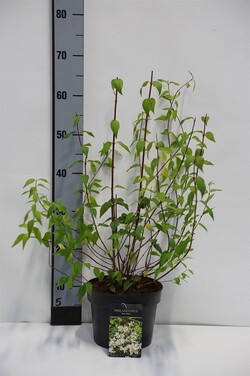 Jazminas (Lot Philadelphus) 'Mont Blanc' C3/P19 40-50 CM | JAZMINAI | KRŪMAI