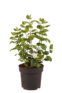 Jazminas (Lot Philadelphus) 'Minnesota Snowflake' C3/P19 30-40 CM