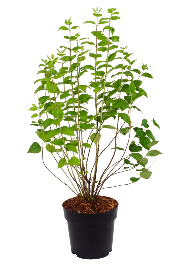 Jazminas (Lot Philadelphus) 'Minnesota Snowflake' C4/P21 60-80 CM
