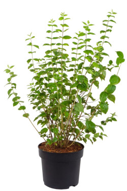 Jazminas (Lot Philadelphus) 'Minnesota Snowflake' C10 80-100 CM - nuotrauka 1