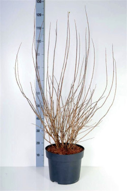 Jazminas (Lot Philadelphus) 'Minnesota Snowflake' C10 80-100 CM - nuotrauka 2