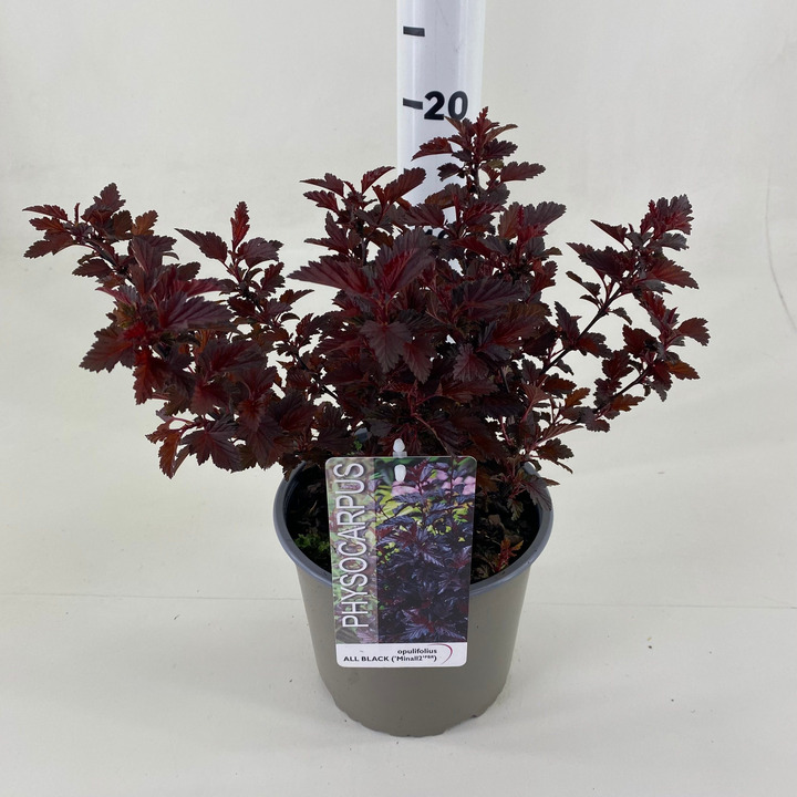 Pūslenis putinalapis (Lot Physocarpus op.) 'All Black' C3/P19 35-40 CM