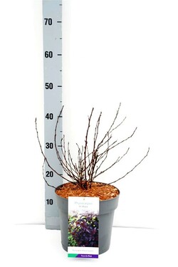 Pūslenis putinalapis (Lot Physocarpus op.) 'All Black' C5/P23 40-50 CM - nuotrauka 1