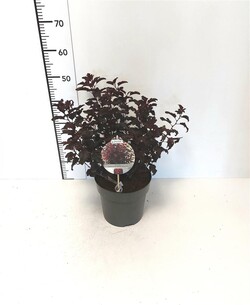 Pūslenis putinalapis (Lot Physocarpus op.) 'All Black' C5/P23 40-50 CM - nuotrauka 2