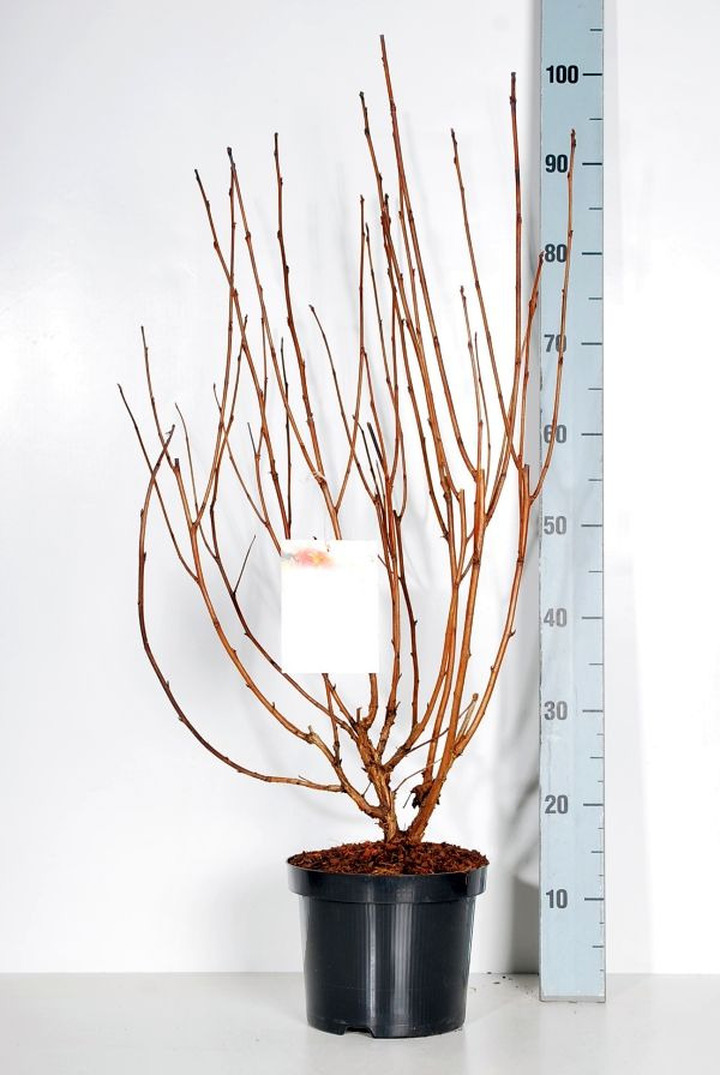 Pūslenis putinalapis (Lot Physocarpus op.) 'Amber Jubilee' C4/P21 50-60 CM | PŪSLENIAI | KRŪMAI