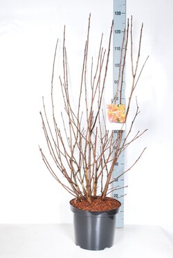 Pūslenis putinalapis (Lot Physocarpus op.) 'Amber Jubilee' C10 80-100 CM - nuotrauka 2