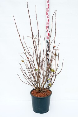 Pūslenis putinalapis (Lot Physocarpus op.) 'Amber Jubilee' C18 100-125 CM | PŪSLENIAI | KRŪMAI