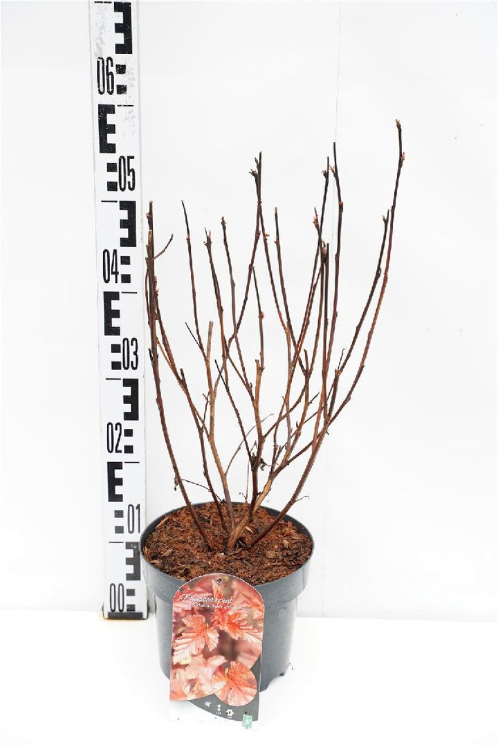 Pūslenis putinalapis (Lot Physocarpus op.) 'Diable d'or' C3/P19 30-40 CM | PŪSLENIAI | KRŪMAI