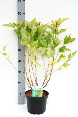 Pūslenis putinalapis (Lot Physocarpus op.) 'Dart's Gold' C3/P19 40-50 CM - nuotrauka 1