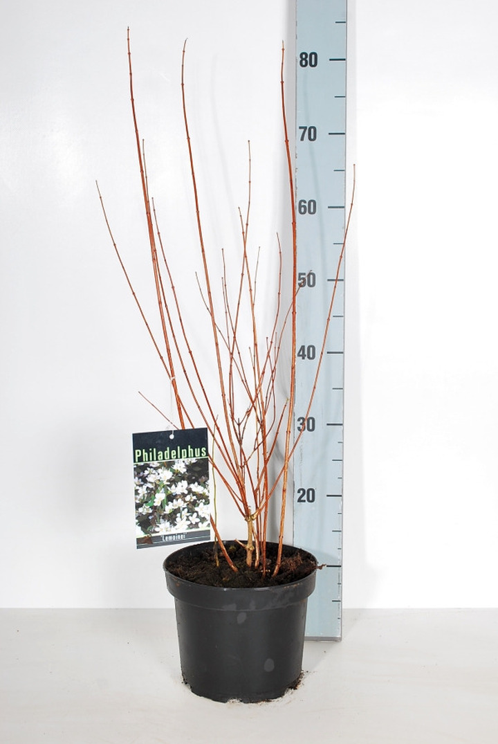 Pūslenis putinalapis (Lot Physocarpus op.) 'Dart's Gold' C3/P19 40-50 CM | PŪSLENIAI | KRŪMAI