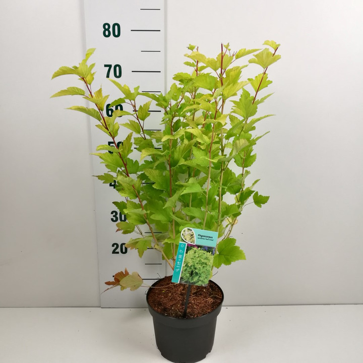 Pūslenis putinalapis (Lot Physocarpus op.) 'Dart's Gold' C3/P19 50-60 CM