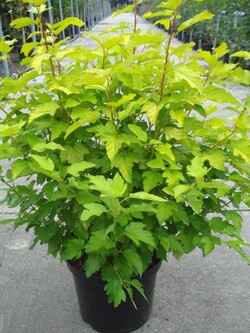 Pūslenis putinalapis (Lot Physocarpus op.) 'Dart's Gold' C12 80-100 CM | PŪSLENIAI | KRŪMAI
