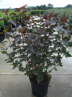 Pūslenis putinalapis (Lot Physocarpus op.) 'Diabolo' C12 80-100 CM