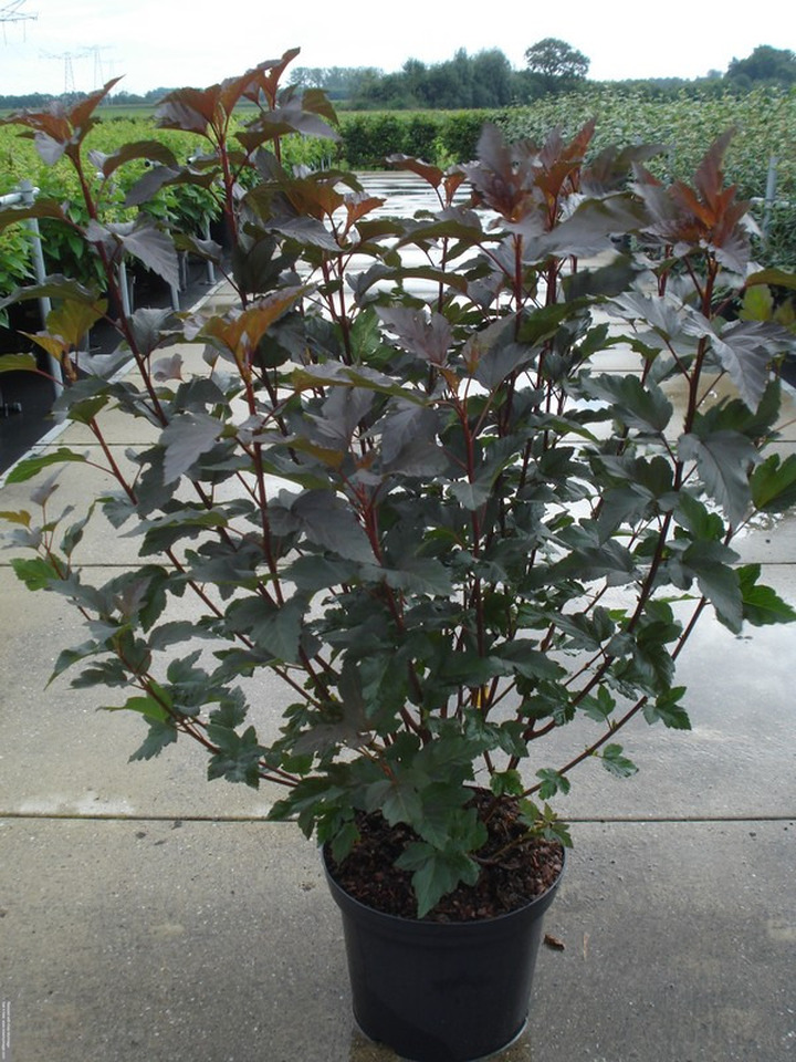 Pūslenis putinalapis (Lot Physocarpus op.) 'Diabolo' C12 80-100 CM