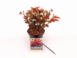 Pūslenis putinalapis (Lot Physocarpus op.) 'Little Angel' C2/P17 20-30 CM - nuotrauka 2