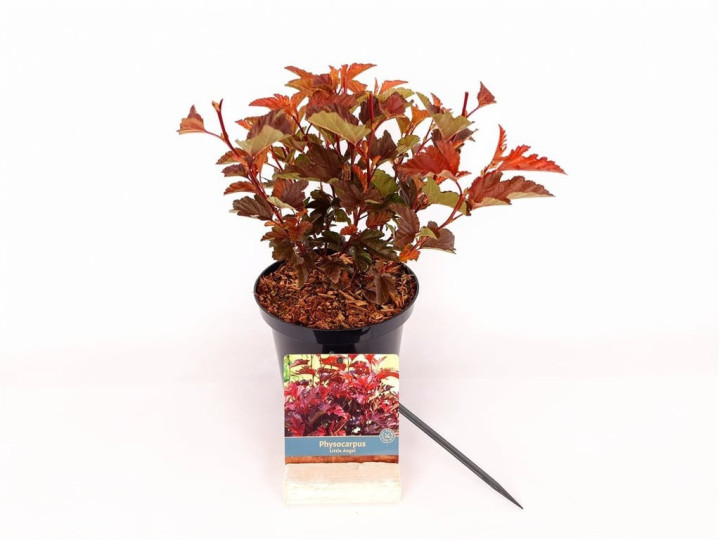 Pūslenis putinalapis (Lot Physocarpus op.) 'Little Angel' C2/P17 20-30 CM