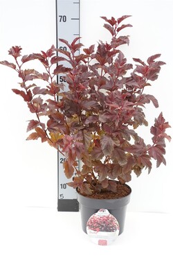 Pūslenis putinalapis (Lot Physocarpus op.) 'Little Angel' C3/P19 30-40 CM | PŪSLENIAI | KRŪMAI