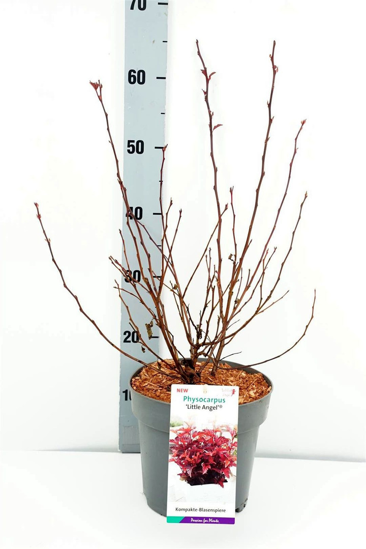 Pūslenis putinalapis (Lot Physocarpus op.) 'Little Angel' C5/P23 50-60 CM | PŪSLENIAI | KRŪMAI