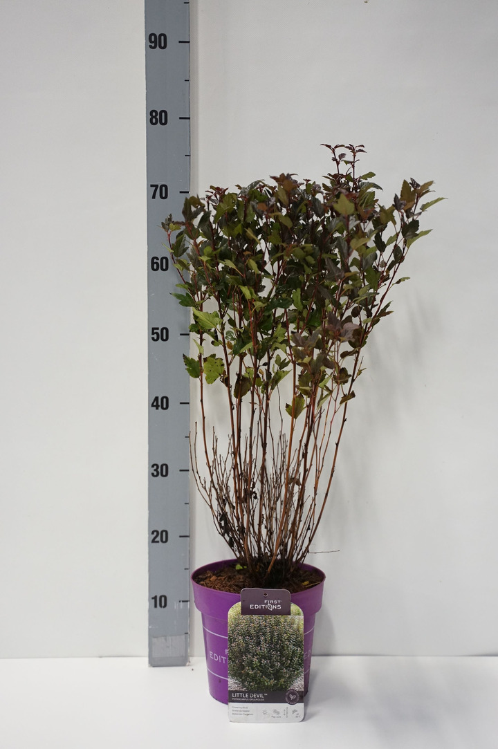 Pūslenis putinalapis (Lot Physocarpus op.) 'Little Devil' C3/P19 40-50 CM | PŪSLENIAI | KRŪMAI
