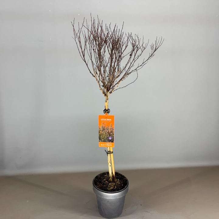 Pūslenis putinalapis (Lot Physocarpus op.) 'Little Devil' C3/P19 STIEBAS 50 CM | PŪSLENIAI | KRŪMAI
